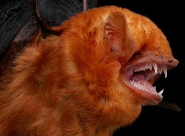 Bats’ faces (54 pics)