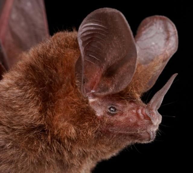 Bats’ faces (54 pics)