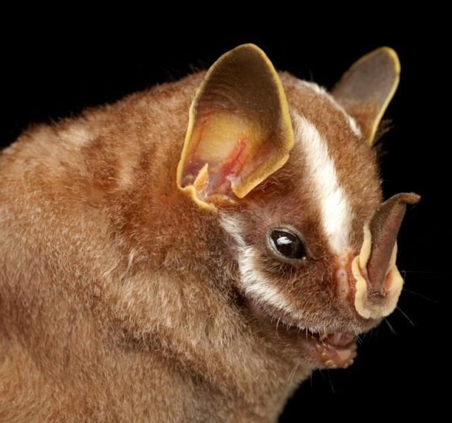 Bats’ faces (54 pics)