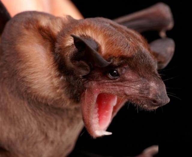Bats’ faces (54 pics)