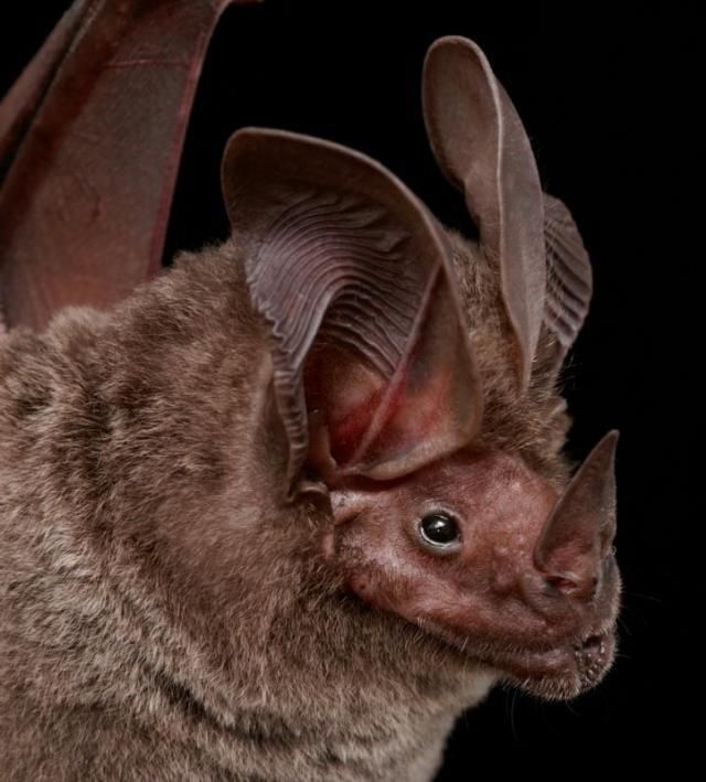 Bats’ faces (54 pics)