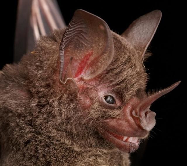 Bats’ faces (54 pics)