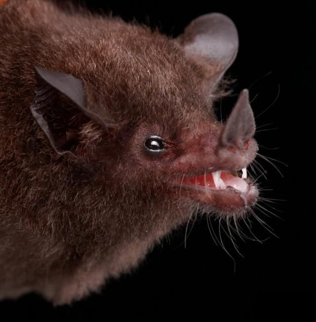 Bats’ faces (54 pics)