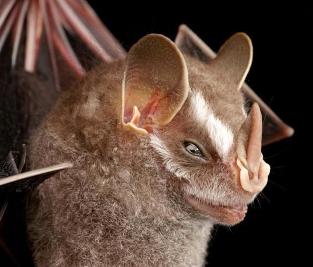 Bats’ faces (54 pics)