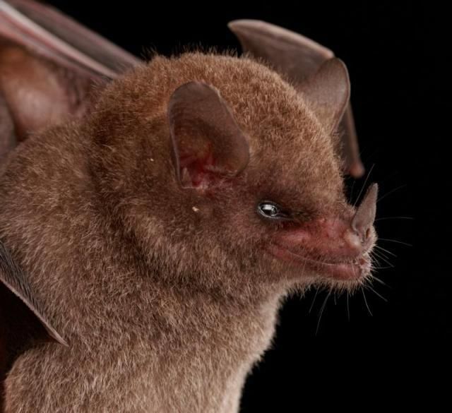 Bats’ faces (54 pics)