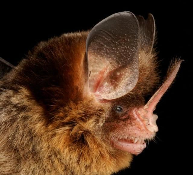 Bats’ faces (54 pics)