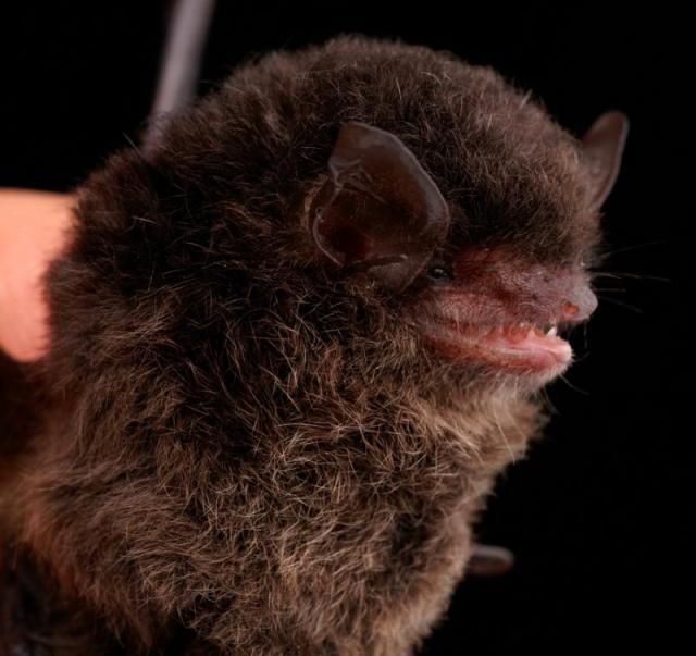 Bats’ faces (54 pics)