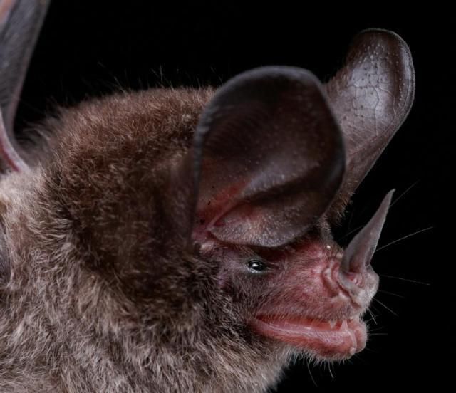Bats’ faces (54 pics)