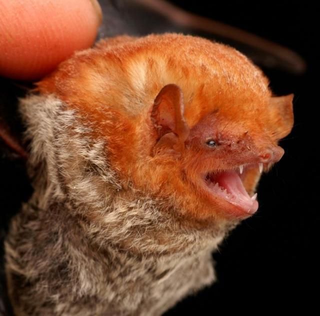 Bats’ faces (54 pics)