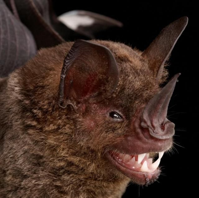 Bats’ faces (54 pics)