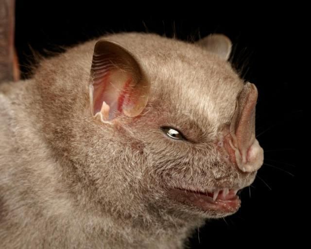 Bats’ faces (54 pics)
