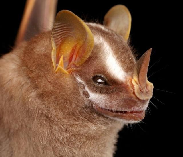 Bats’ faces (54 pics)