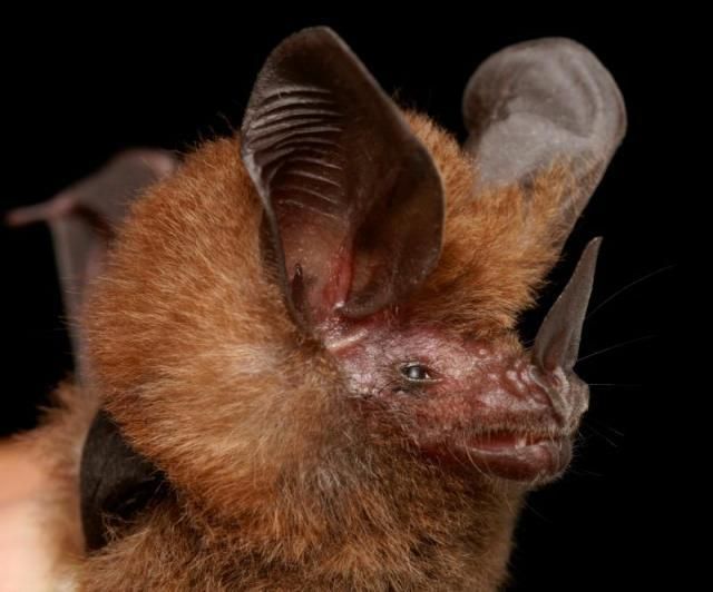Bats’ faces (54 pics)