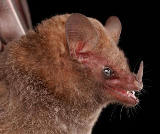 Bats’ faces (54 pics)