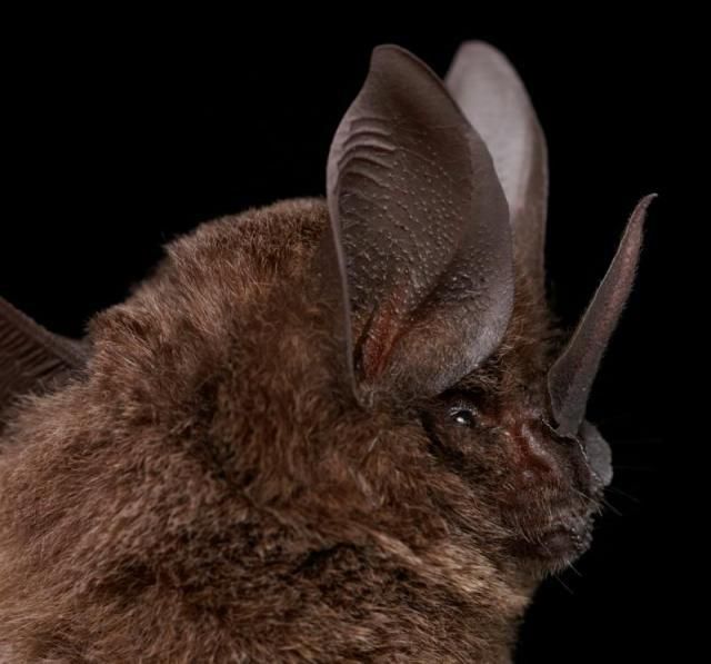 Bats’ faces (54 pics)