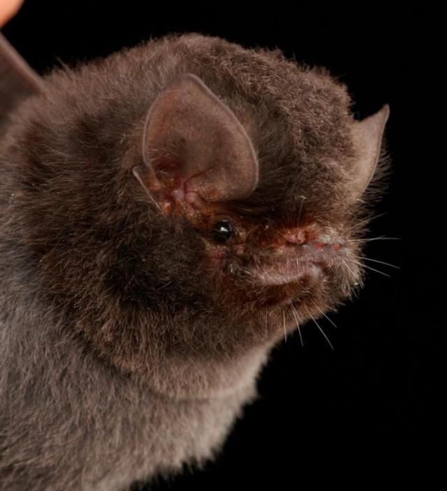Bats’ faces (54 pics)
