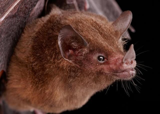 Bats’ faces (54 pics)
