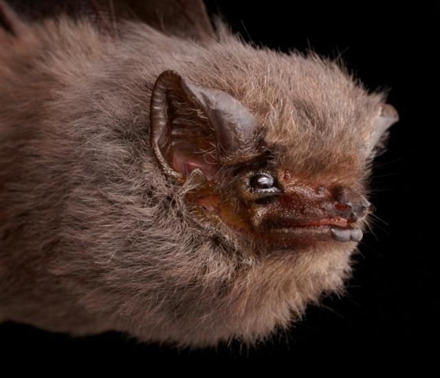 Bats’ faces (54 pics)