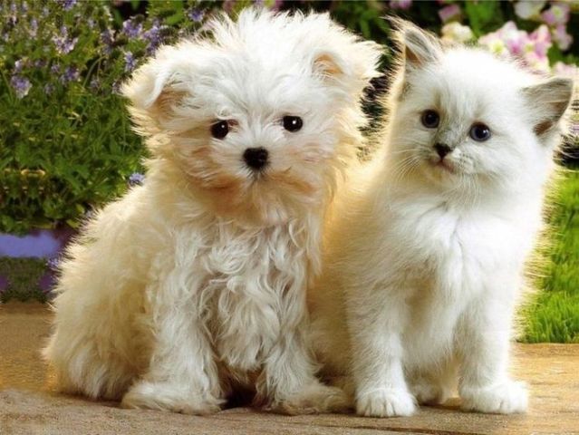 2 Cats and dogs (7 photos)