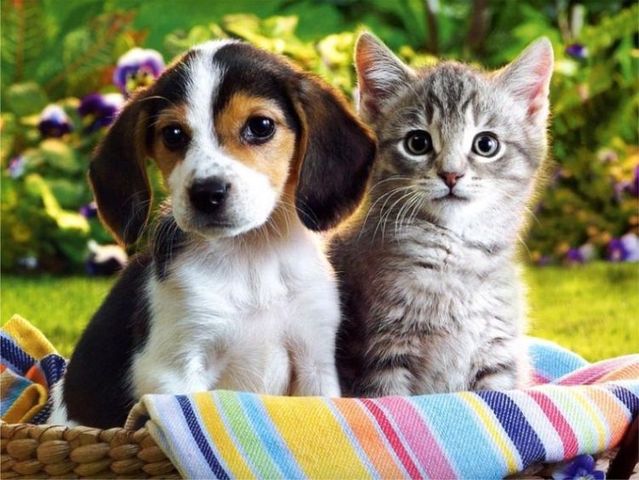 pictures of cats and dogs. 3 Cats and dogs (7 photos)