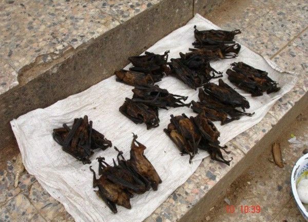 The most horrible food in the world (43 pics)