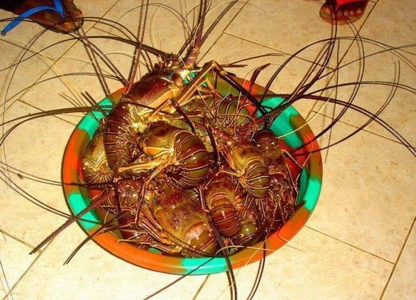 The most horrible food in the world (43 pics)
