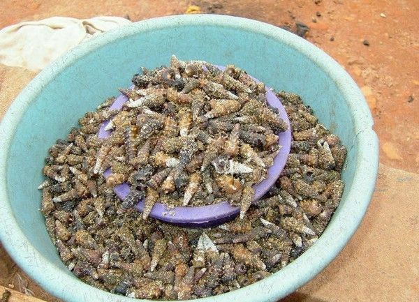 The most horrible food in the world (43 pics)