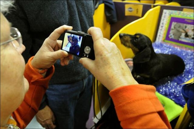 Westminster Kennel Club Dog Show (42 photos)