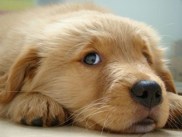 Cute Puppies 18 Photos