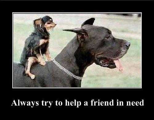 Positive emotion of the Day (37 pics) Positive emotion of the Day (37 pics)