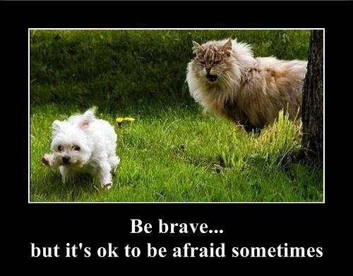 Positive emotion of the Day (37 pics)
