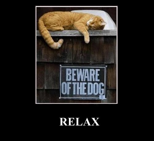 Positive emotion of the Day (37 pics)