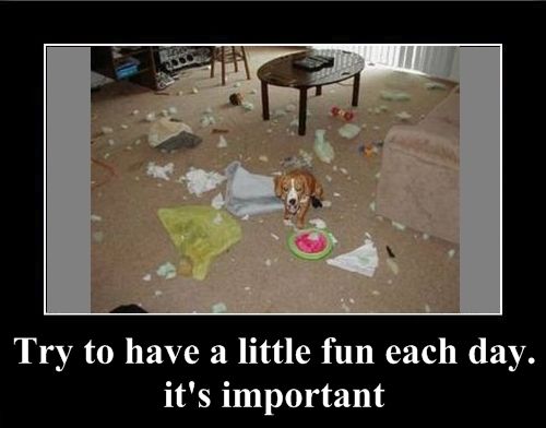 Positive emotion of the Day (37 pics)