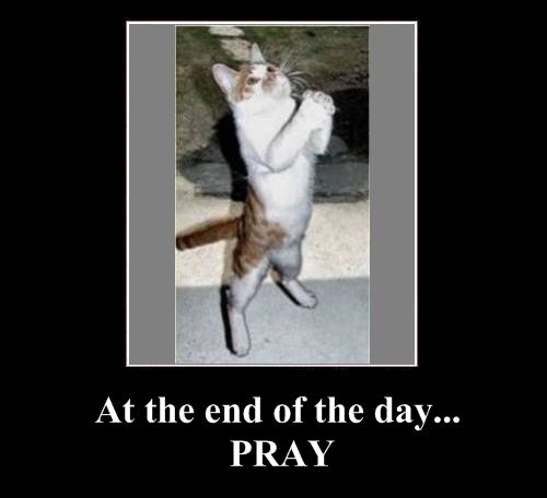 Positive emotion of the Day (37 pics)