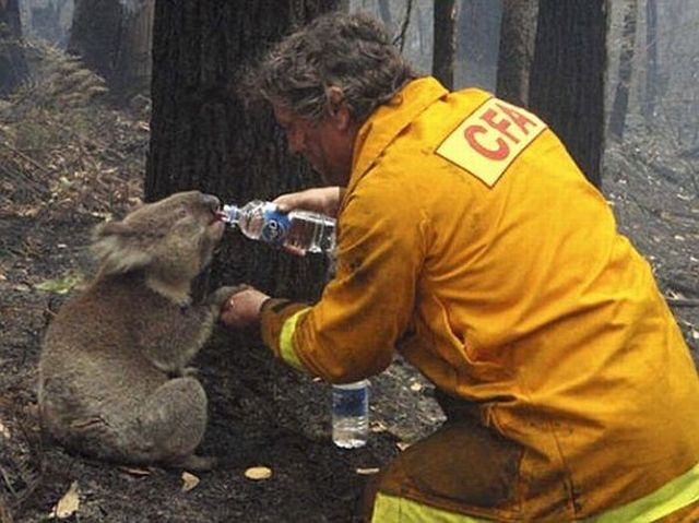 Koala Sam (12 pics + 1 video)