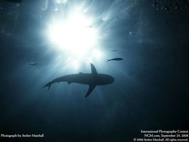 International Photography Contest. Part 3 (50 photos)