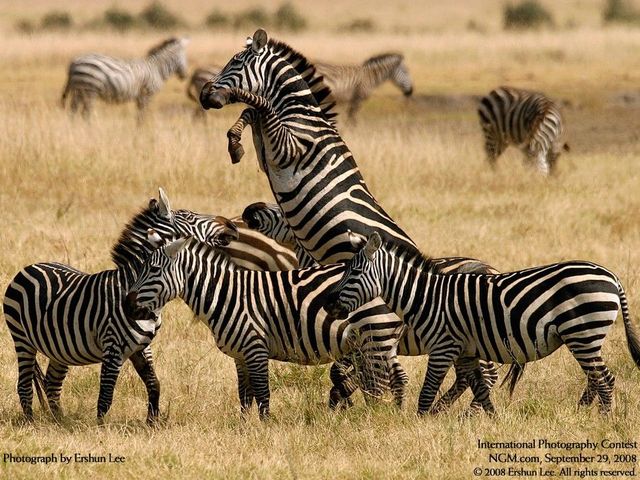 International Photography Contest. Part 3 (50 photos)