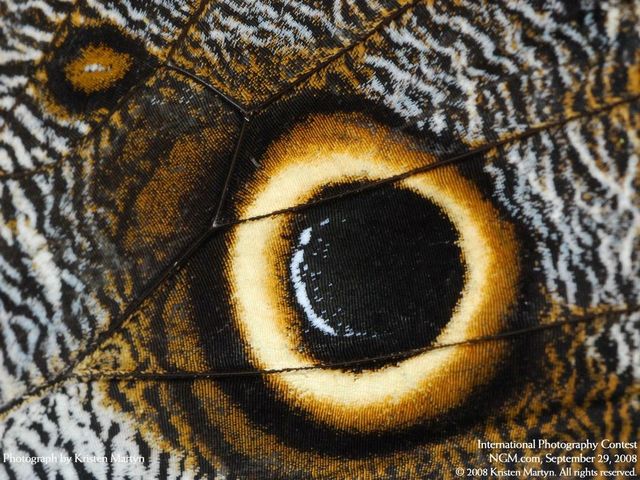 International Photography Contest. Part 3 (50 photos)