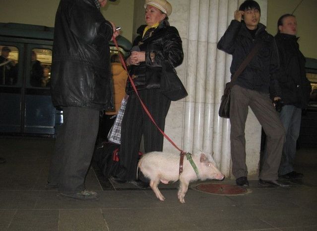 Oddies in subway (71 pics)
