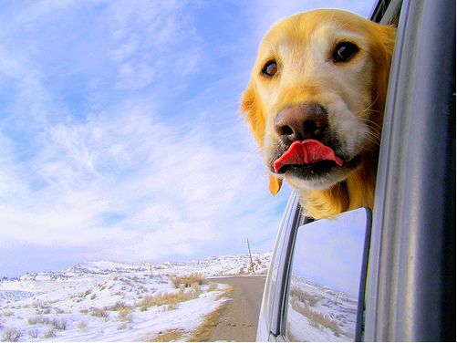 Dogs love riding in cars )) (15 photos)