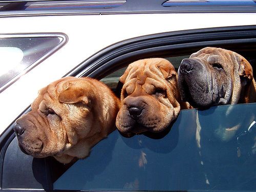 Dogs love riding in cars )) (15 photos)