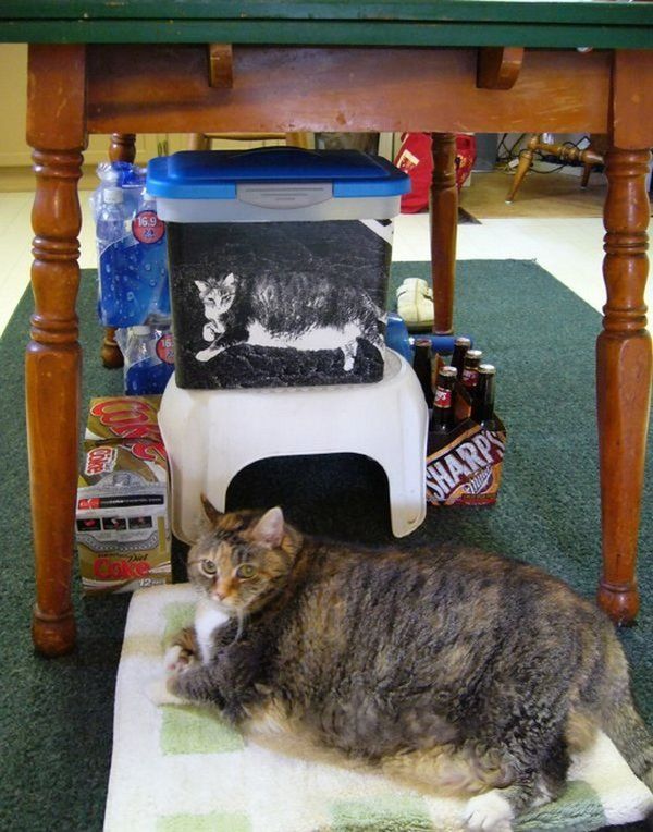 Fat animals  46 pics