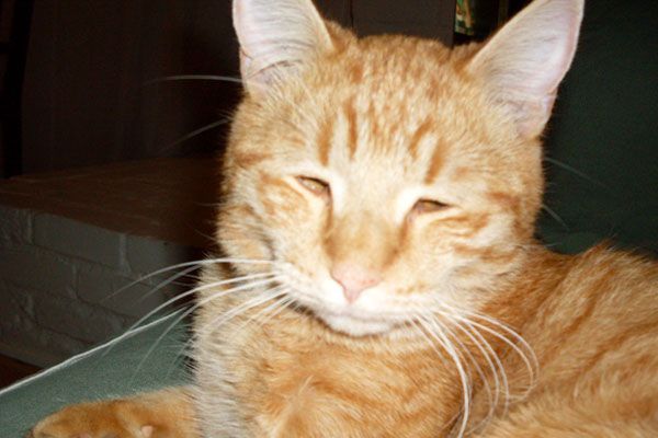 Wake up your cat (32 pics)