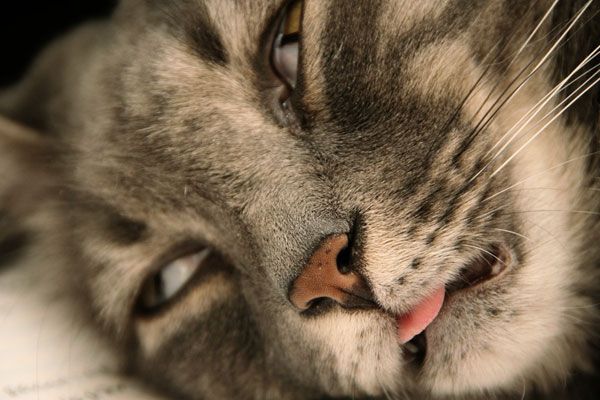 Wake up your cat (32 pics)