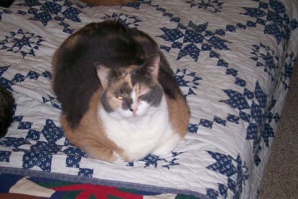 Wake up your cat (32 pics)