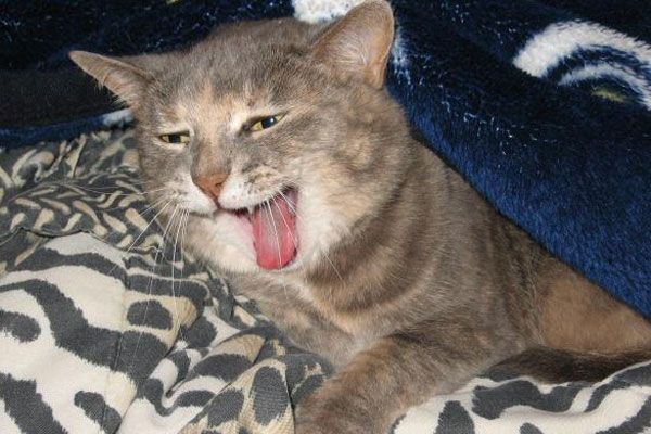 Wake up your cat (32 pics)