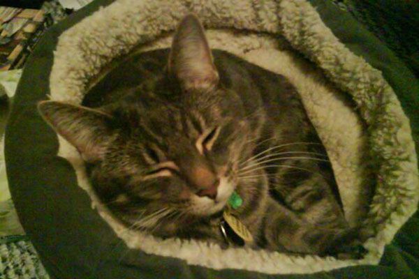 Wake up your cat (32 pics)