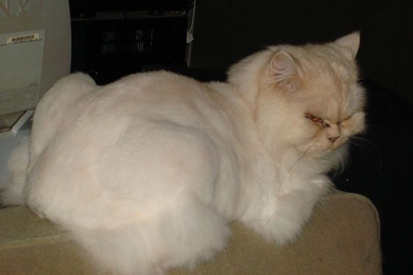 Wake up your cat (32 pics)