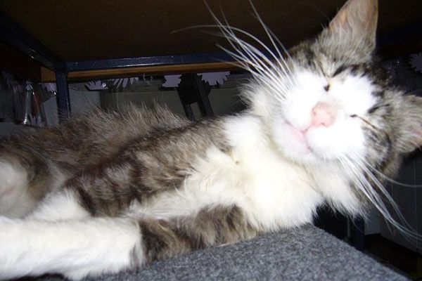 Wake up your cat (32 pics)