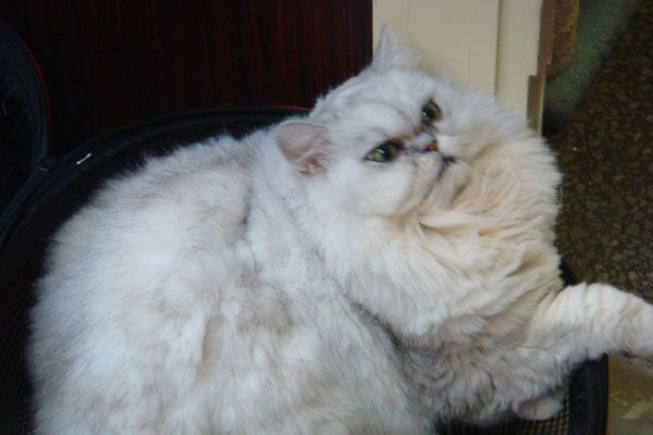 Wake up your cat (32 pics)